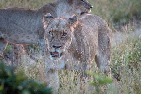 一位女狮子观看博茨瓦纳乔贝公园的摄像头图片