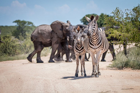 南非克鲁格公园大象面前的两个结膜斑马图片