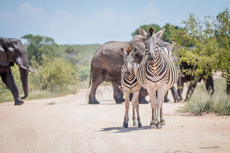南非克鲁格公园大象面前的两个结膜斑马图片