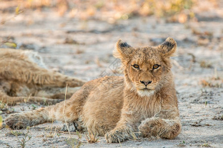 狮子幼崽躺在沙地上盯着摄影机在南非克鲁格公园图片