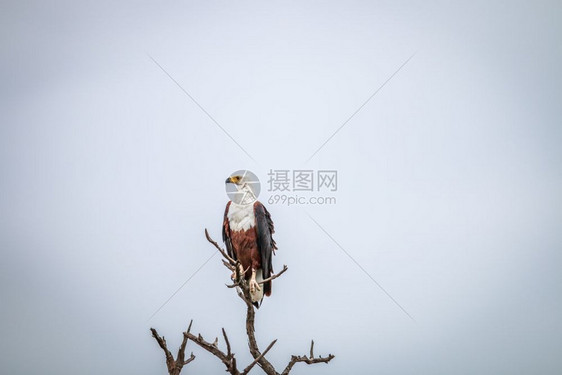 鱼鹰坐在南非克鲁格公园的一个分支上图片