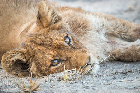 在南非克鲁格公园放松狮子幼崽图片