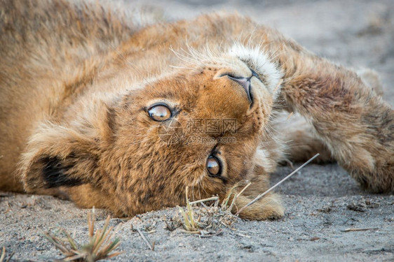 在南非克鲁格公园玩耍的狮子幼崽图片