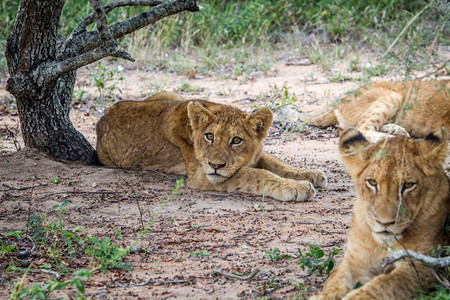 南非克鲁格公园的狮子幼崽埋在沙里图片