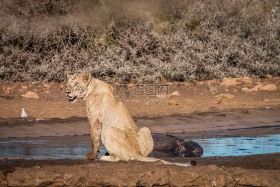 坐在南非克鲁格公园水坑旁边的狮子图片