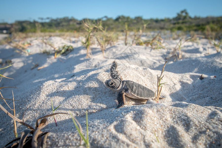 坦桑尼亚斯瓦希里海岸滩上的绿龟宝图片