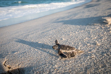 坦桑尼亚斯瓦希里海岸滩上的绿龟宝图片