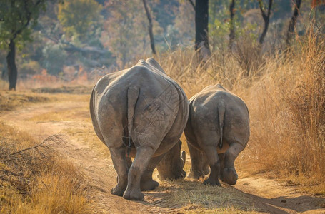 白犀牛在南非的路上行走高清图片