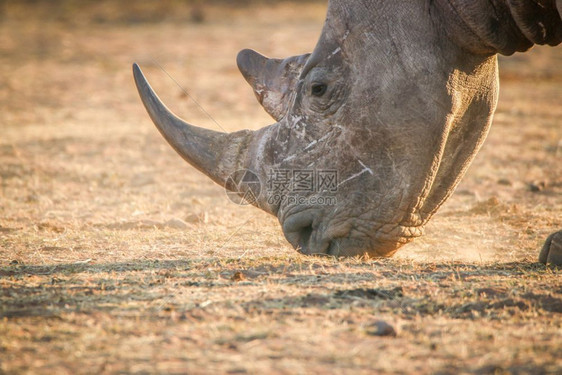 南非白犀牛牧场附近图片