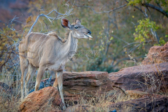 在南非Welgevonden游戏保留地嚼骨头的女Kudu图片