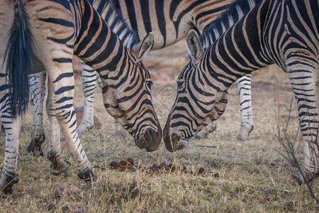两个斑马在南非Welgevonden游戏保护区互相嗅闻图片