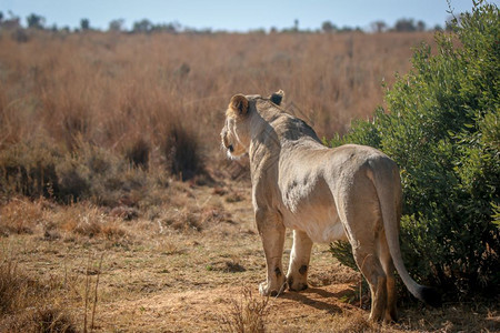 南非韦尔格沃登保护区内的狮子图片