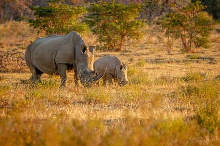白犀牛的母亲和婴儿群放牧南非图片