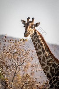 南非韦尔格沃登保护区里的长颈鹿图片