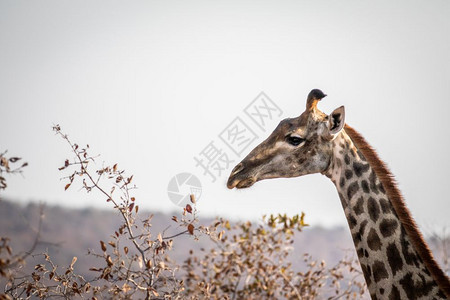 南非Welgevonden游戏保留地的Giraffe的侧面简介图片