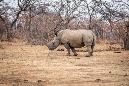 白犀牛在南非灌木丛中行走图片