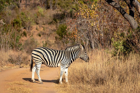 Zebra站在南非Welgevonden游戏保护区的路上图片