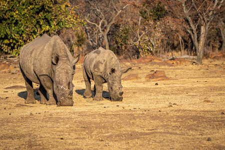 两只白犀牛站在草地上南非图片