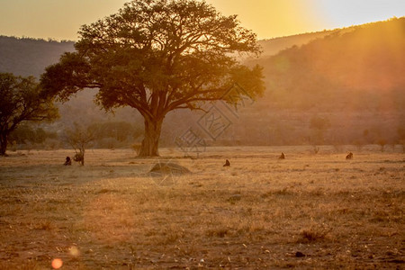 南非Welgevonden游戏保留地Chacmababoons的日落在开阔平原上图片