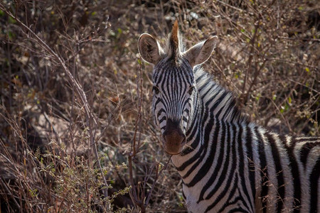 以南非Welgevonden游戏保留地的摄像头为主Zebra图片