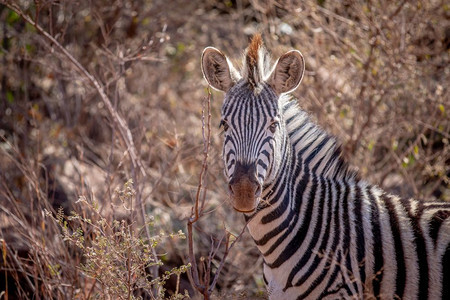 以南非Welgevonden游戏保留地的摄像头为主Zebra图片