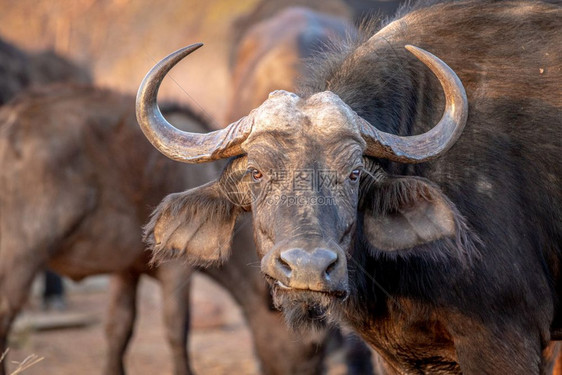 非洲水牛在南Welgevonden游戏保留地的摄像头上亮相图片