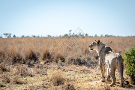 狮子座在南非Welgevonden游戏保留地扫荡平原寻找猎物图片