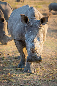 近距离的白犀牛看着摄影机南非图片