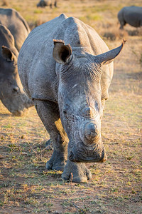 近距离的白犀牛看着摄影机南非图片