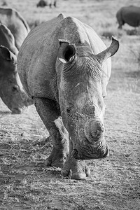 近距离的白犀牛盯着摄影机看黑白镜头在南非图片