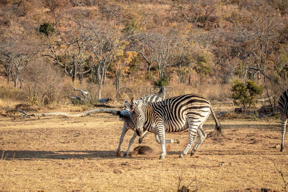 两个斑马在南非Welgevonden游戏保护区的一个平原上战斗图片