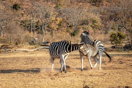 两个斑马在南非Welgevonden游戏保护区的一个平原上战斗图片