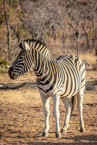 泽布拉站在Welgevonden游戏保护区的草地上南非图片