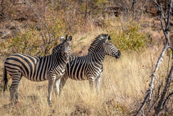 在南非Welgevonden游戏保留地的草上站着两只斑马图片