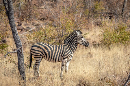 Zebra站在草地上南非Welgevonden比赛保留地上图片