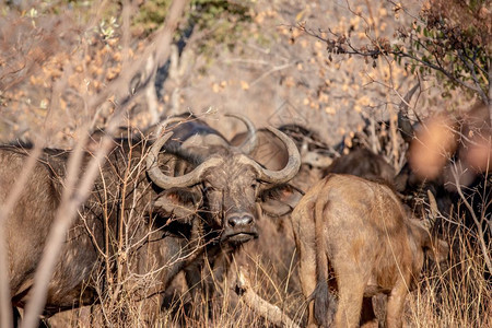 非洲水牛在南Welgevonden游戏保留地的摄像头上亮相图片