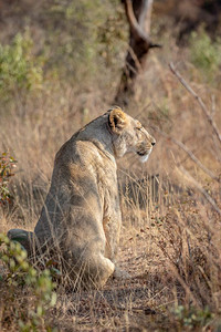 狮子座坐在草地上看着Welgevonden比赛保留地南非图片