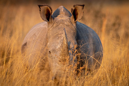 高草地上的白犀牛看着摄影机南非图片