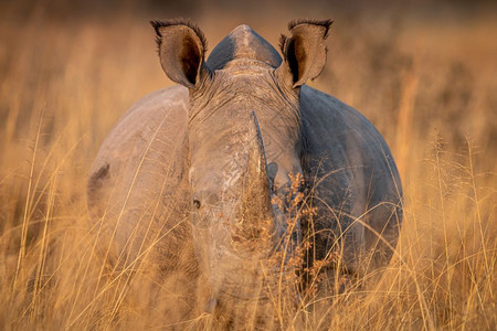 高草地上的白犀牛看着摄影机南非图片