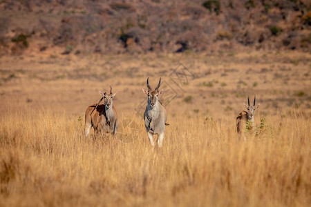 埃兰德的牧群站在草地上南非Welgevonden游戏保护区Welgevonden的南非图片