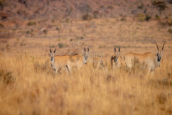 埃兰德的牧群站在草地上南非Welgevonden游戏保护区Welgevonden的南非图片
