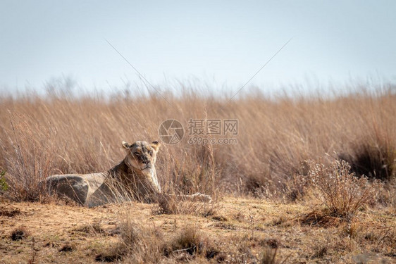 南非Welgevonden游戏保留地的高草上躺着狮子座图片