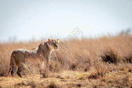 南非威尔盖凡登保留区内的狮子图片