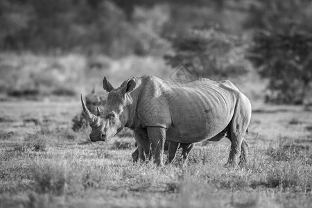 白犀牛在南非的黑白草原上站立图片