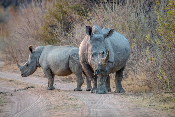 两个白犀牛站在南非丛林路上图片
