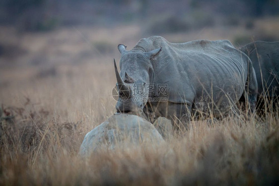 白犀牛把头放在岩石上南非图片