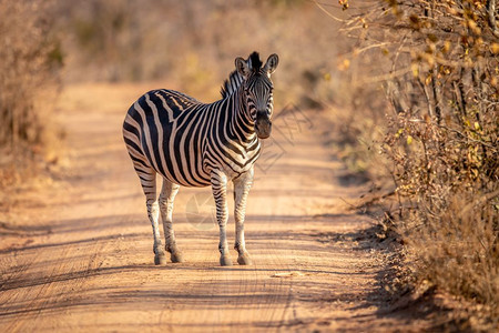 Zebra站在南非Welgevonden游戏保护区的灌木路上图片