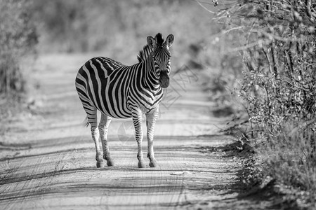 Zebra站在南非Welgevonden游戏保留地一条黑白的灌木路中间图片