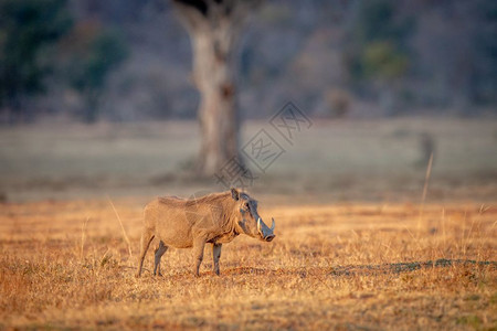 南非Welgevonden游戏保留地的野猪站在草上图片