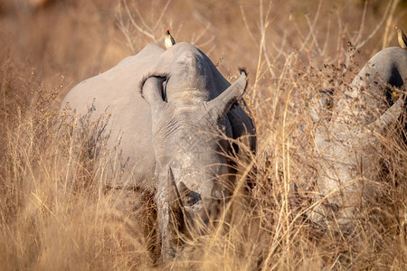 大白犀牛在南非Welgevonden游戏保护区的高草中放牧图片